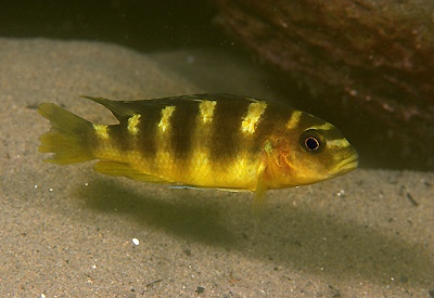Pseudotropheus crabro 'Chiofu Bay'